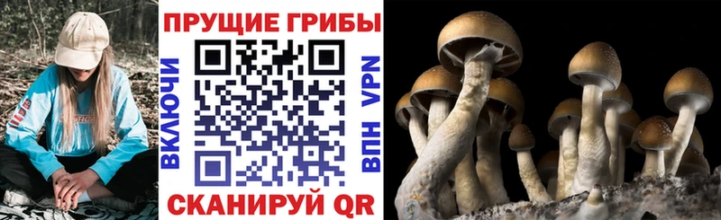 Псилоцибиновые грибы ЛСД  купить наркотик  Нерехта 